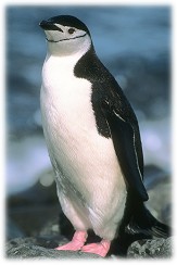 penguins adaptation