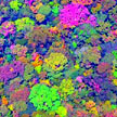 Enhanced image of                                                                                                                                                                                                                                                                                                                                                   tropical tree canopy