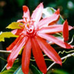 Wild passion fruit flower