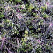 Species 1