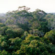 View of jungle from tower